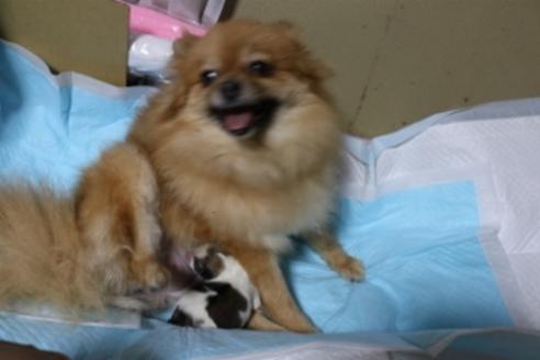 販売中のポメラニアンの親犬